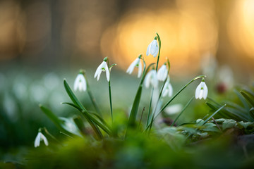 Bunch of fresh snowdrop flowers.