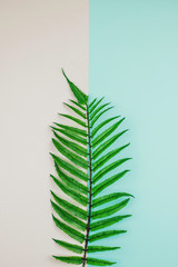 Palm leaf on two color background:   tiffany light blue and coral pink colors.  Natural background.