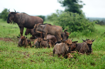 Wildebeest, gnu in the wilderness of Africa