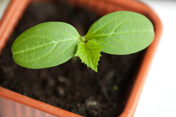 green fresh seedling of cucumber in brown pot
