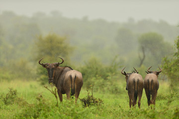 Wildebeest, gnu in the wilderness of Africa