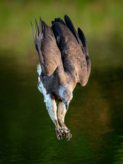 Grey-headed fish eagle diving