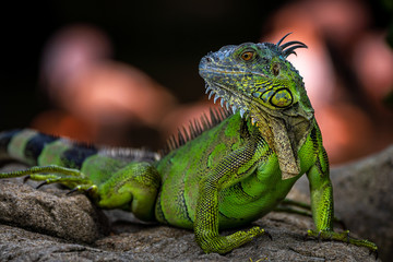 Green Iguana - lizard