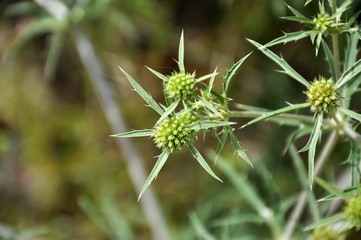 In nature, thistle grows Eryngium campestre