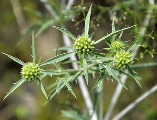 In nature, thistle grows Eryngium campestre