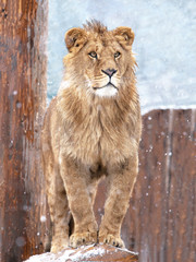 A lion stands against the backdrop of snow.