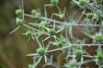 In nature, thistle grows Eryngium campestre