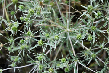 In nature, thistle grows Eryngium campestre