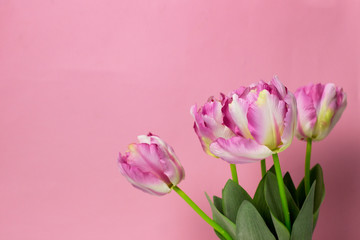 Fototapeta premium Spring Flowers bunch. Colorful Tulips