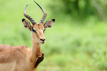 Impala antelope in the wilderness of Africa