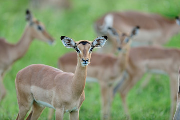 Impala antelope in the wilderness of Africa