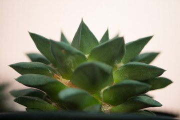 Ariocarpus retusus in flower pot