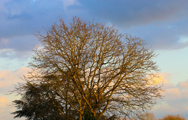 View on large bare tree shine bright yellow orange in evening sun with dark clouds after thunderstorm - Viersen, Germany