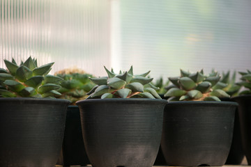 Ariocarpus retusus in flower pot