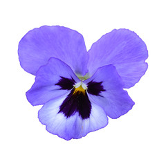 Beautiful violet flower isolated on a white background