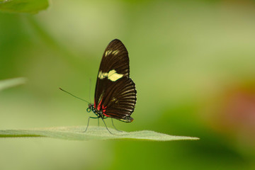Mariposa posada en hoja de arbol