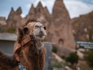 Camels near Goreme national park, Cappadocia, Turkey