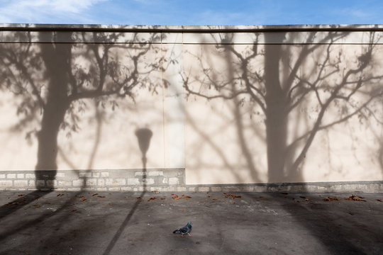 Shadows of trees and a streetlamp on a wall in Paris.