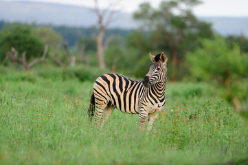 Zebra in the wilderness, zebra foal