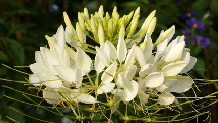 Weiße Blume mit zarten Blättern und Knospen