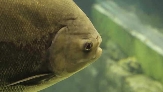Fish from the Amazon river, Colossoma macropomum