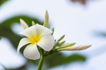 Fototapeta na wymiar White flowers on a blurred, green background are bokeh.