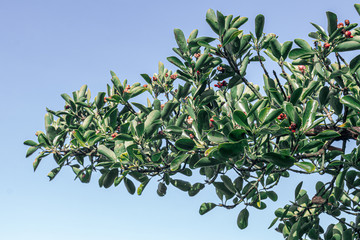 Fototapete bei efototapeten.de bestellen   