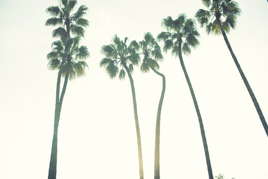 Palm trees over a blue sky minimal backlight