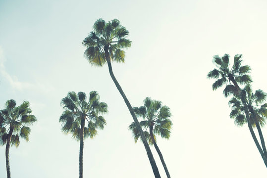 Palm trees over a blue sky minimal backlight
