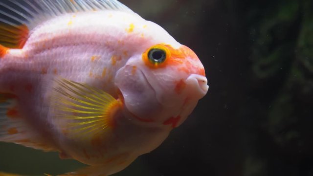 Portrait of a goldfish in an aquarium