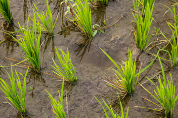 Close view of the rice fields, Tamil Nadu, India. View of Paddy fields.