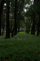 The city forest in Tangeerang Selatan Indonesia