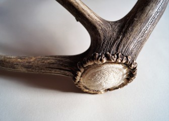animal deer antler part of the body macro photo