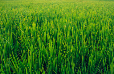 Scenic view of the rice fields, Tamil Nadu, India. Green field of paddy crops.