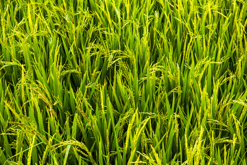 Scenic view of the rice fields, Tamil Nadu, India. Paddy field with grains.