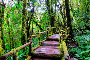 Fern and moss plant forest in national park, wooden pathway in forest for nature survey