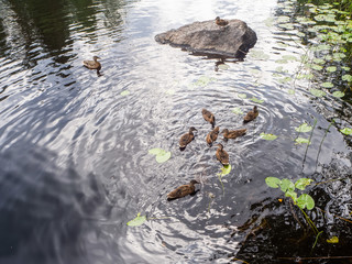 Duck with ducklings in the lake. Karelia