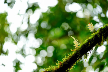 Fern plants in tropical forest of national park, Chiaingmai, Thailand