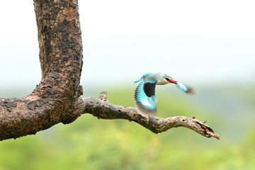 Forest kingfisher, kingfisher in the wilderness of Africa