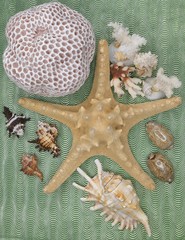 corals, starfish, sea sponge and shells on a green background