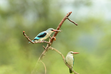 Forest kingfisher, kingfisher in the wilderness of Africa