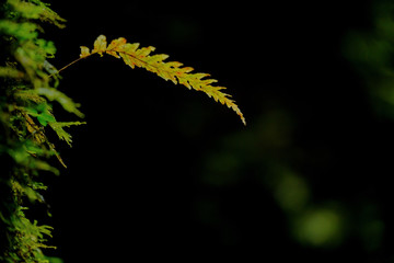 Fern leaf plant on tree in tropical forest, 