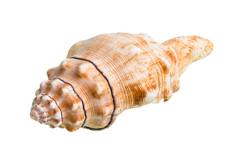 dried shell of sea snail cutout on white