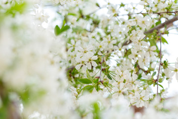 Spring tree blossoms