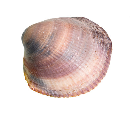 dried pink brown seashell of clam cutout