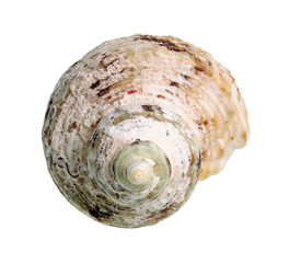 dried conch of whelk mollusk cutout on white