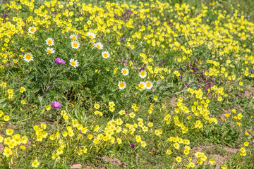 mediterrane Blumenwiese