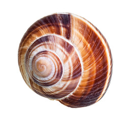 single dried shell of edible snail cutout