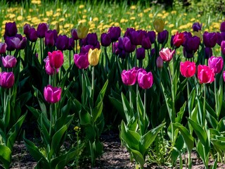Multi-colored tulips - red, purple, yellow in the garden against the background of dandelions.