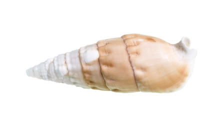 dried shell of cerith mollusc cutout on white